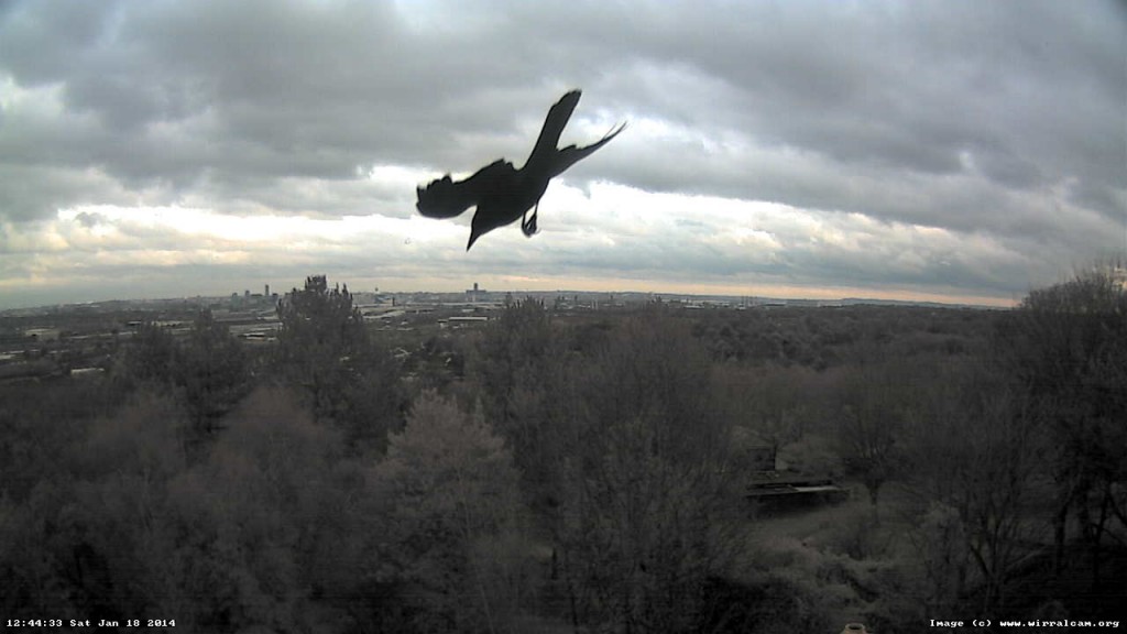Bird caught on webcam, 18 Jan 2014.