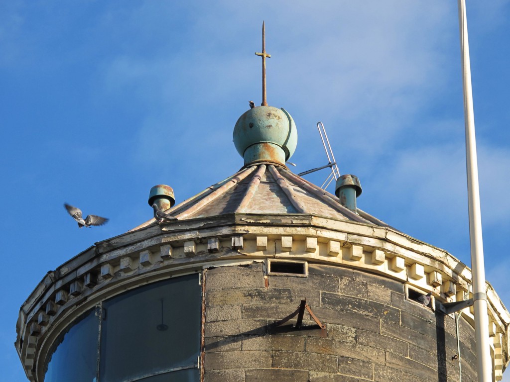 Woodpecker and pigeons on Bidston Lighthouse, Valentine's Day, 2016