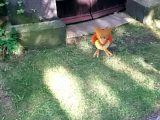 Spearow captured at Bidston Lighthouse