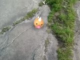 Weedle on Bidston Hill (yawn)