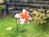 Goldeen captured at Bidston Lighthouse